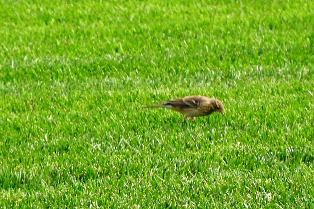 linduška tundrová - ML274141051