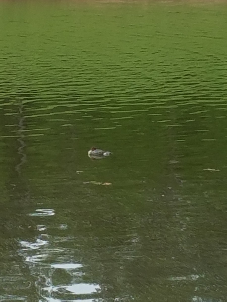 Red-breasted Merganser - Kevin Hudson