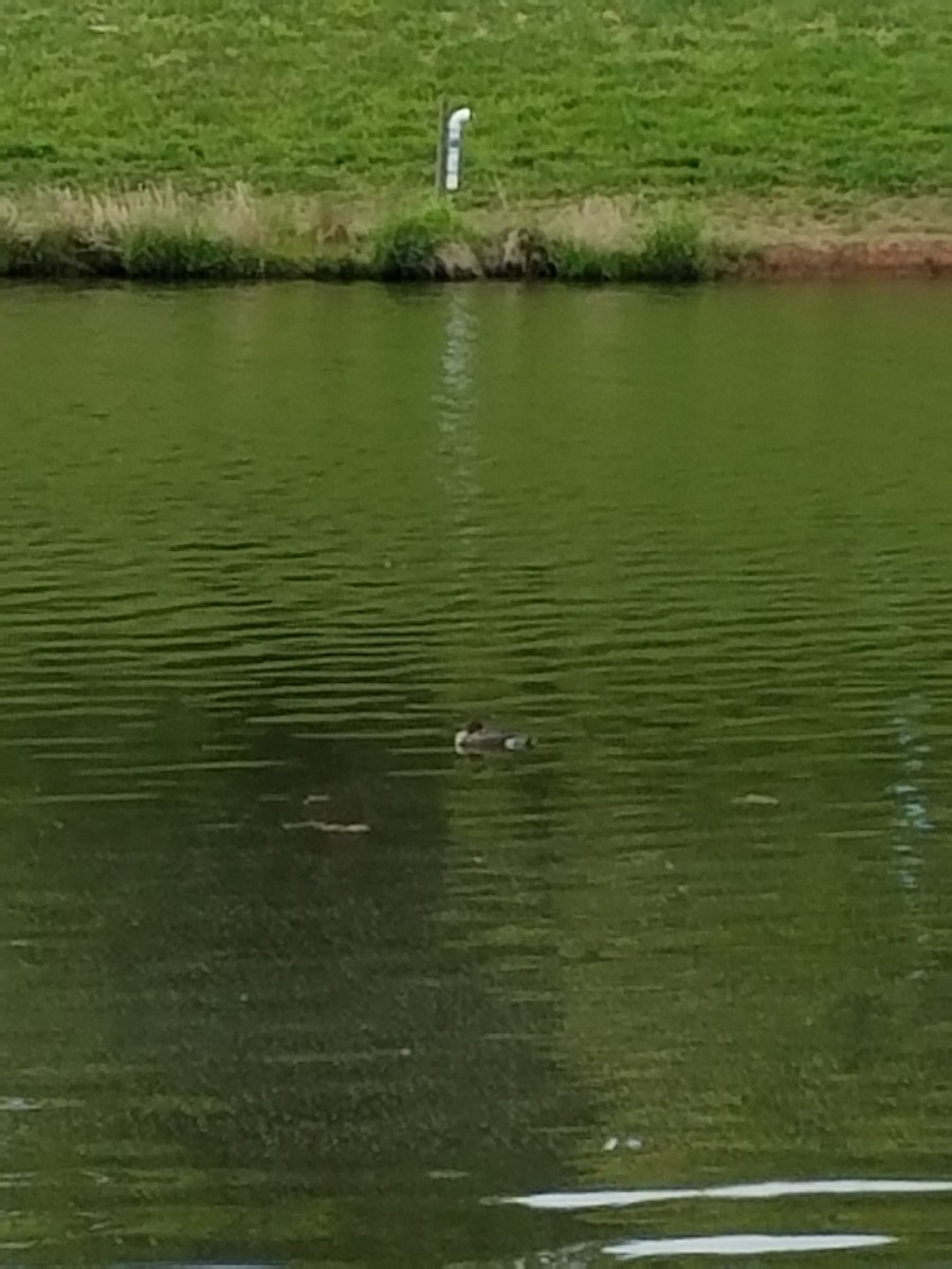 Red-breasted Merganser - Kevin Hudson