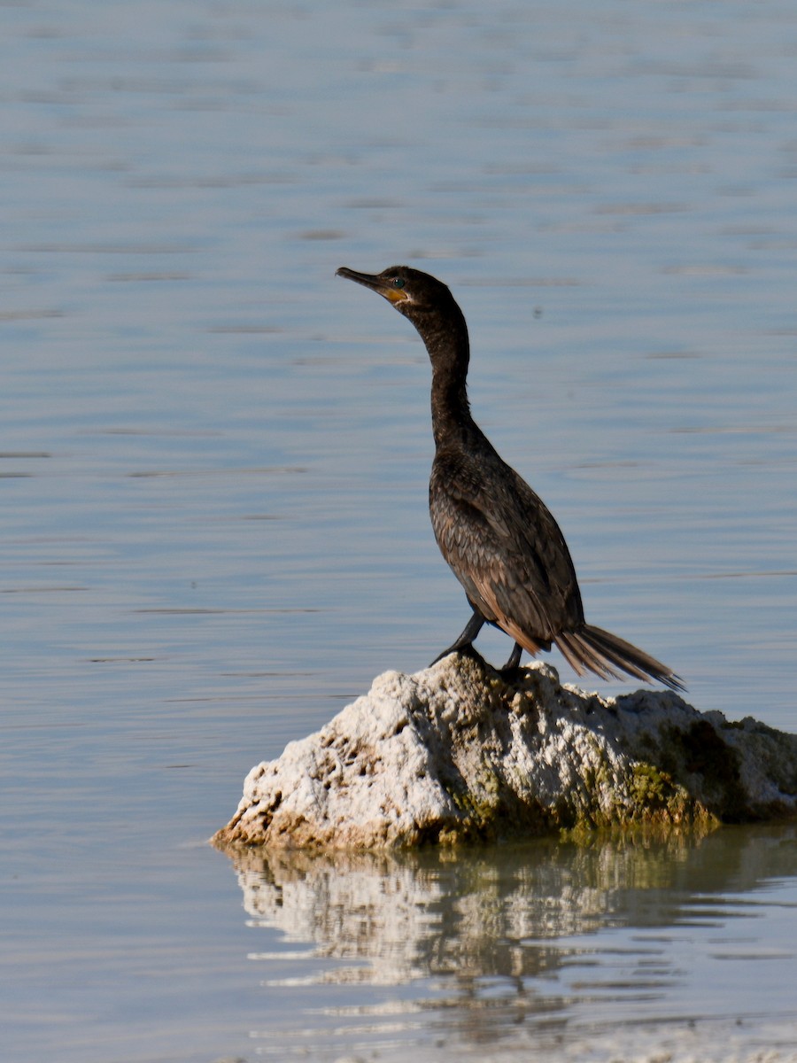 Neotropic Cormorant - Forrest English