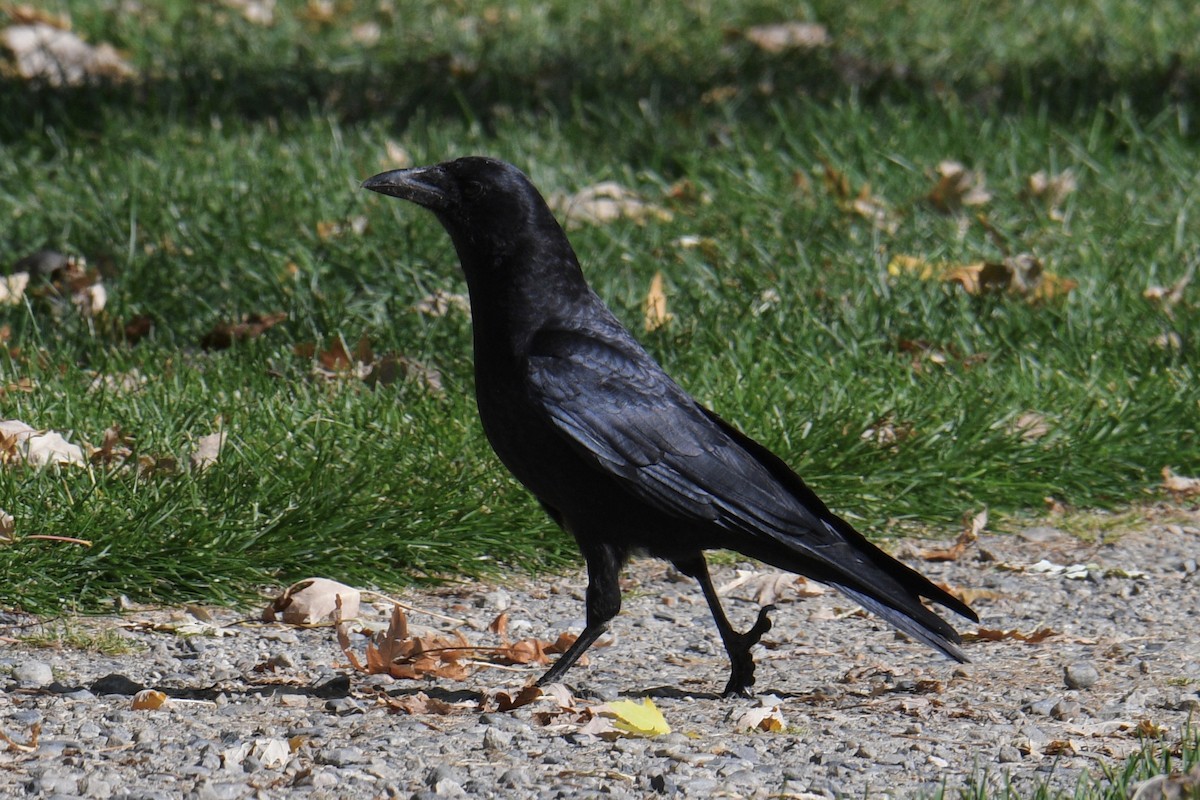 American Crow - ML274144201