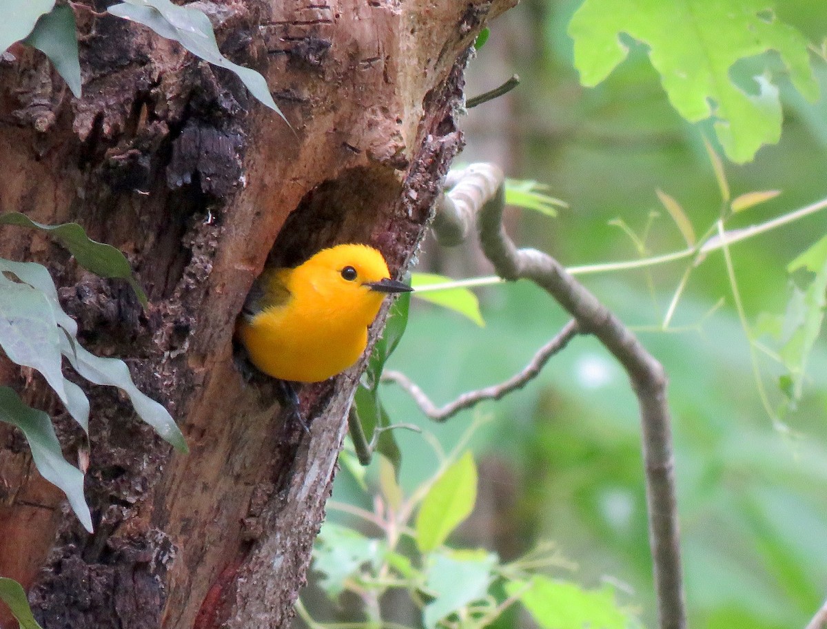 Prothonotary Warbler - ML27414471