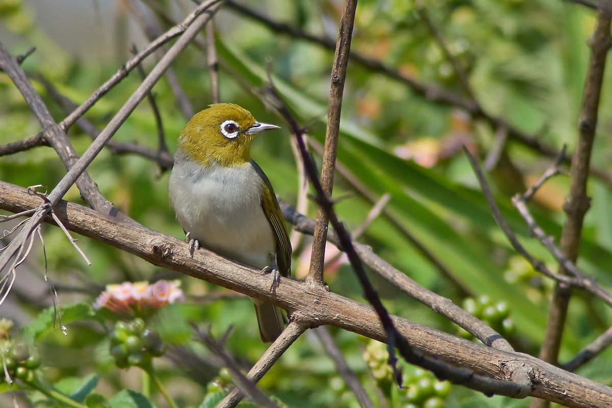 Silvereye - ML274144821