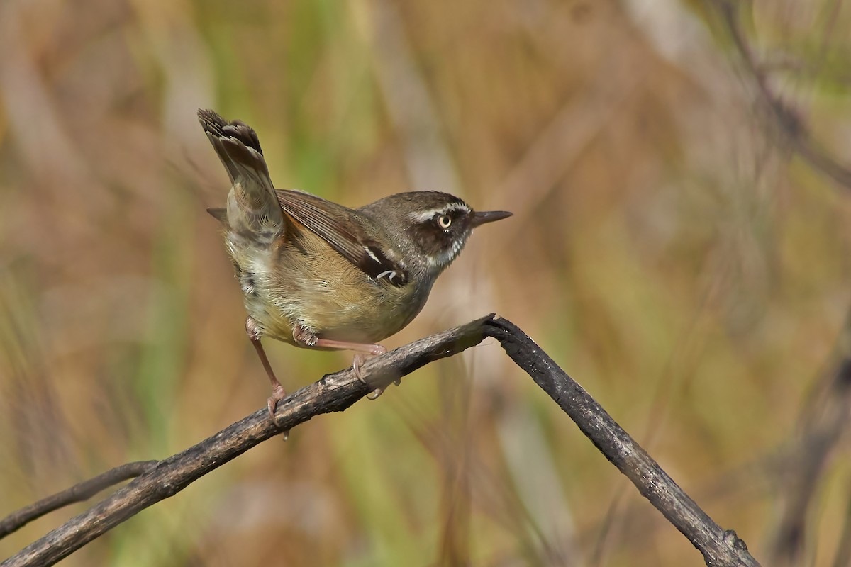 White-browed Scrubwren - ML274144901