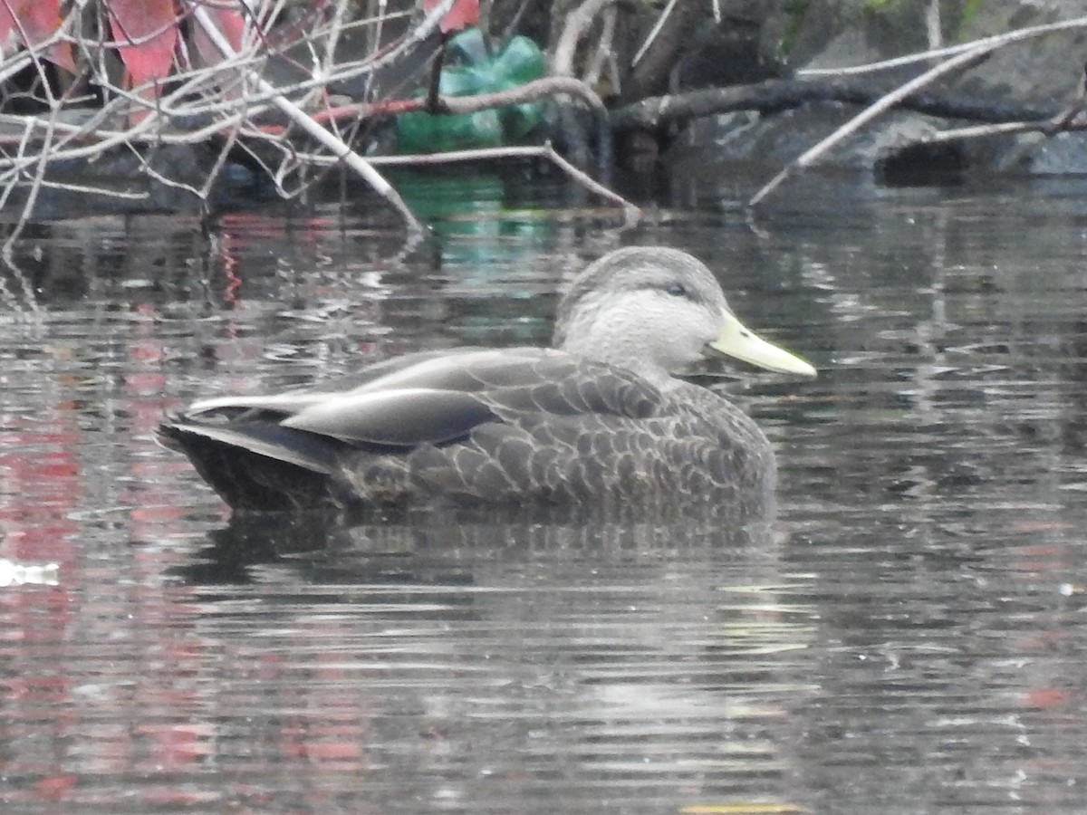 American Black Duck - Ben Meredyk