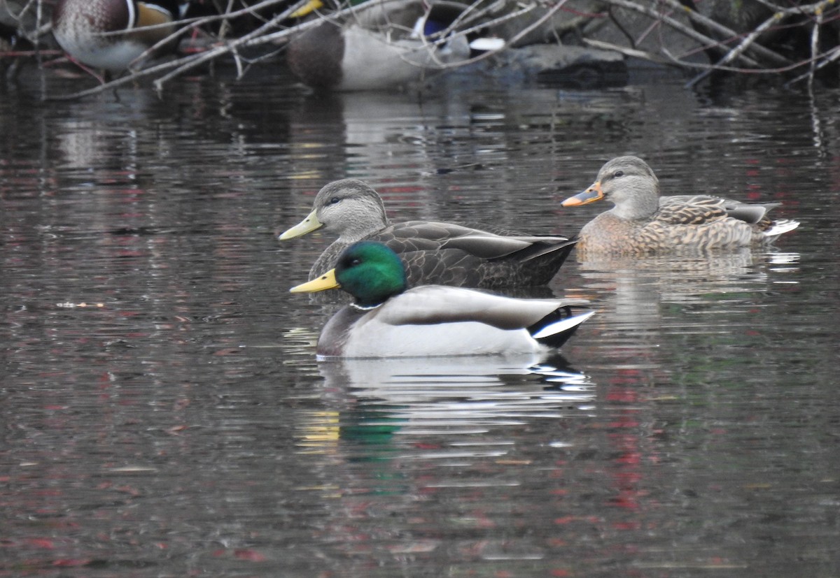 American Black Duck - Ben Meredyk