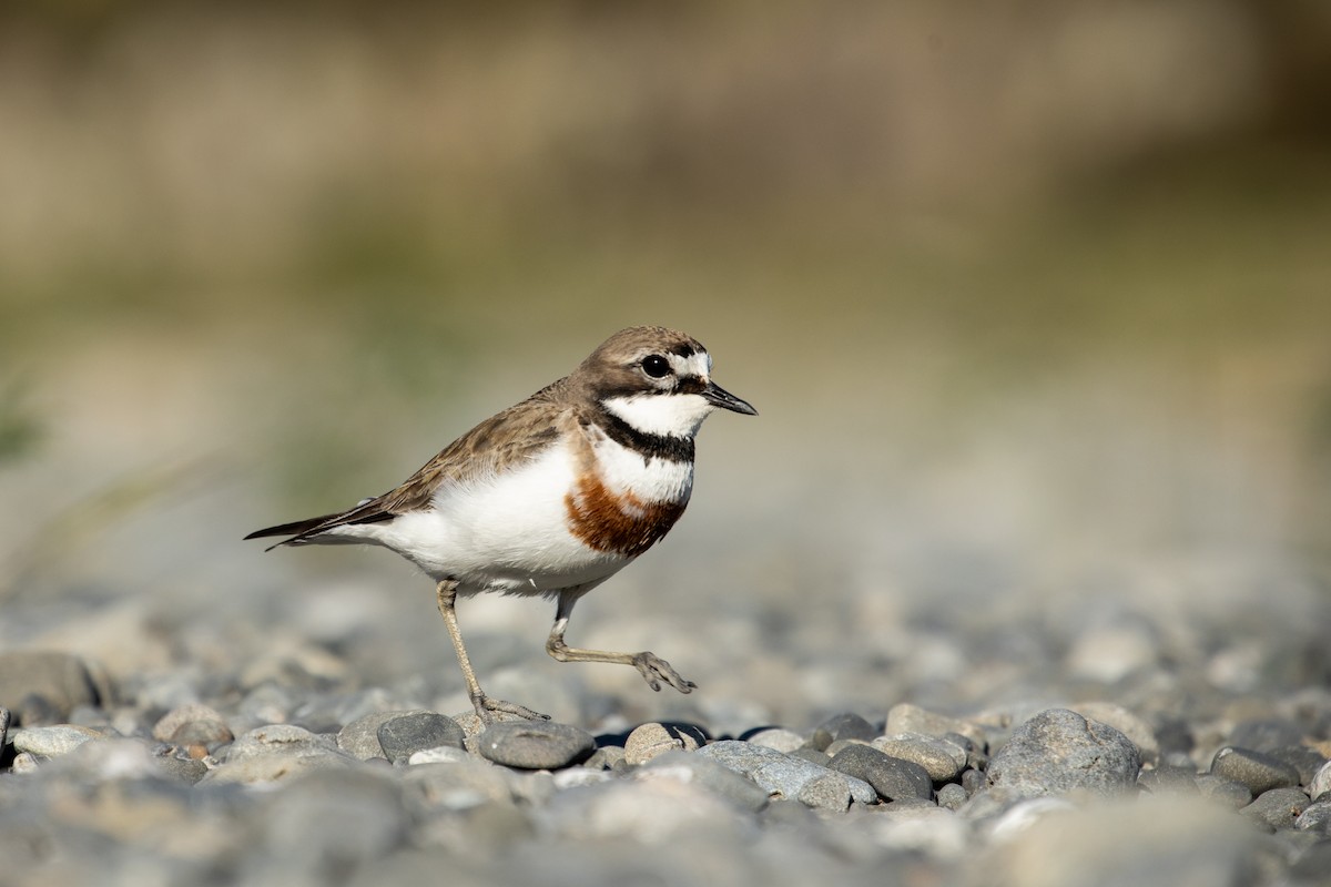 Double-banded Plover - Dan Burgin
