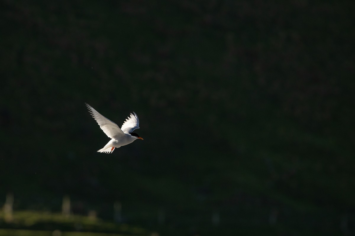 Black-fronted Tern - Dan Burgin