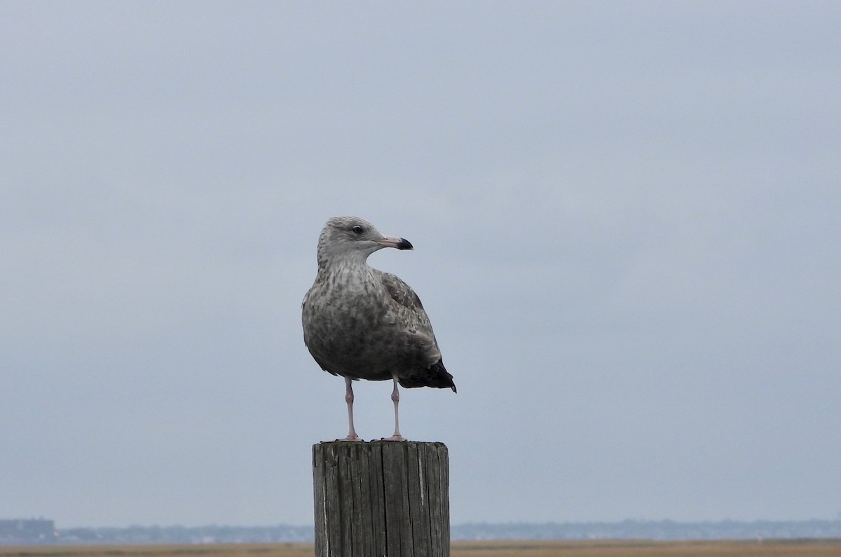 Herring Gull - Indira Thirkannad