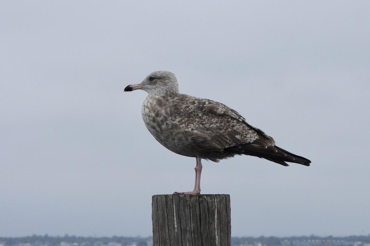 Herring Gull - Indira Thirkannad