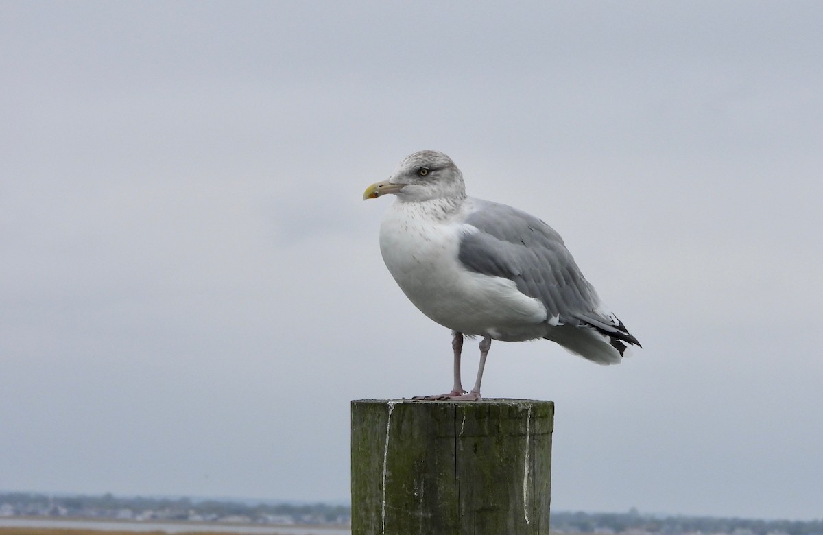 Herring Gull - Indira Thirkannad