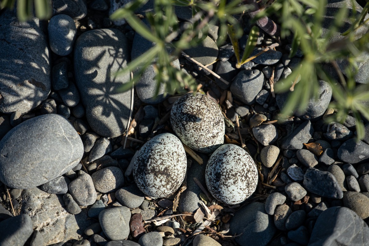 Double-banded Plover - ML274148971