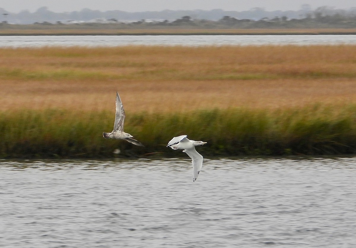 Herring Gull - ML274149821