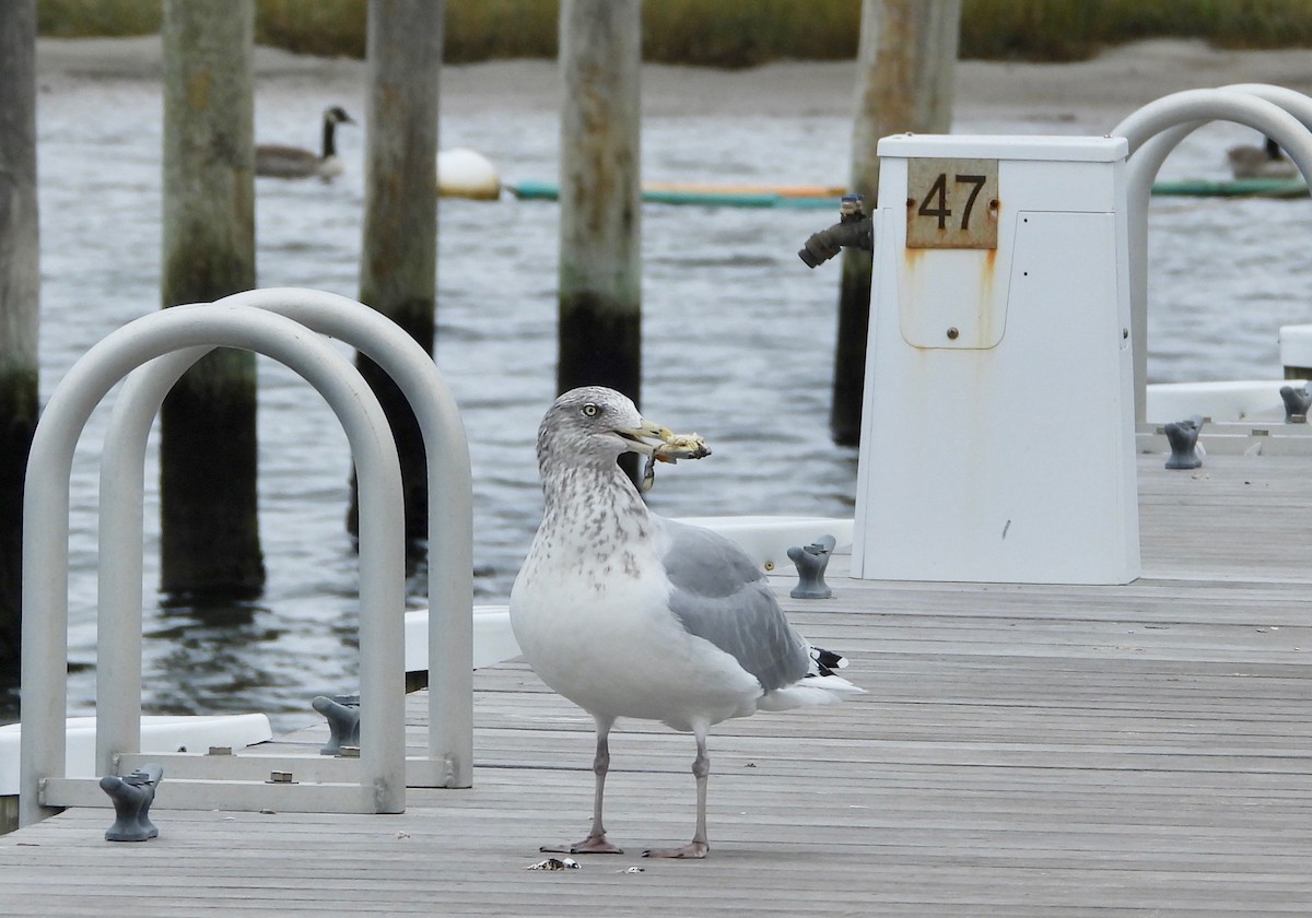 Herring Gull - Indira Thirkannad