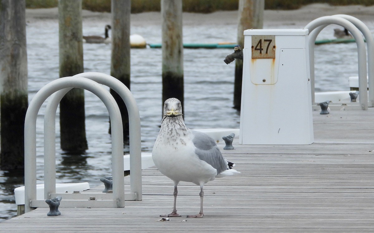 Herring Gull - Indira Thirkannad