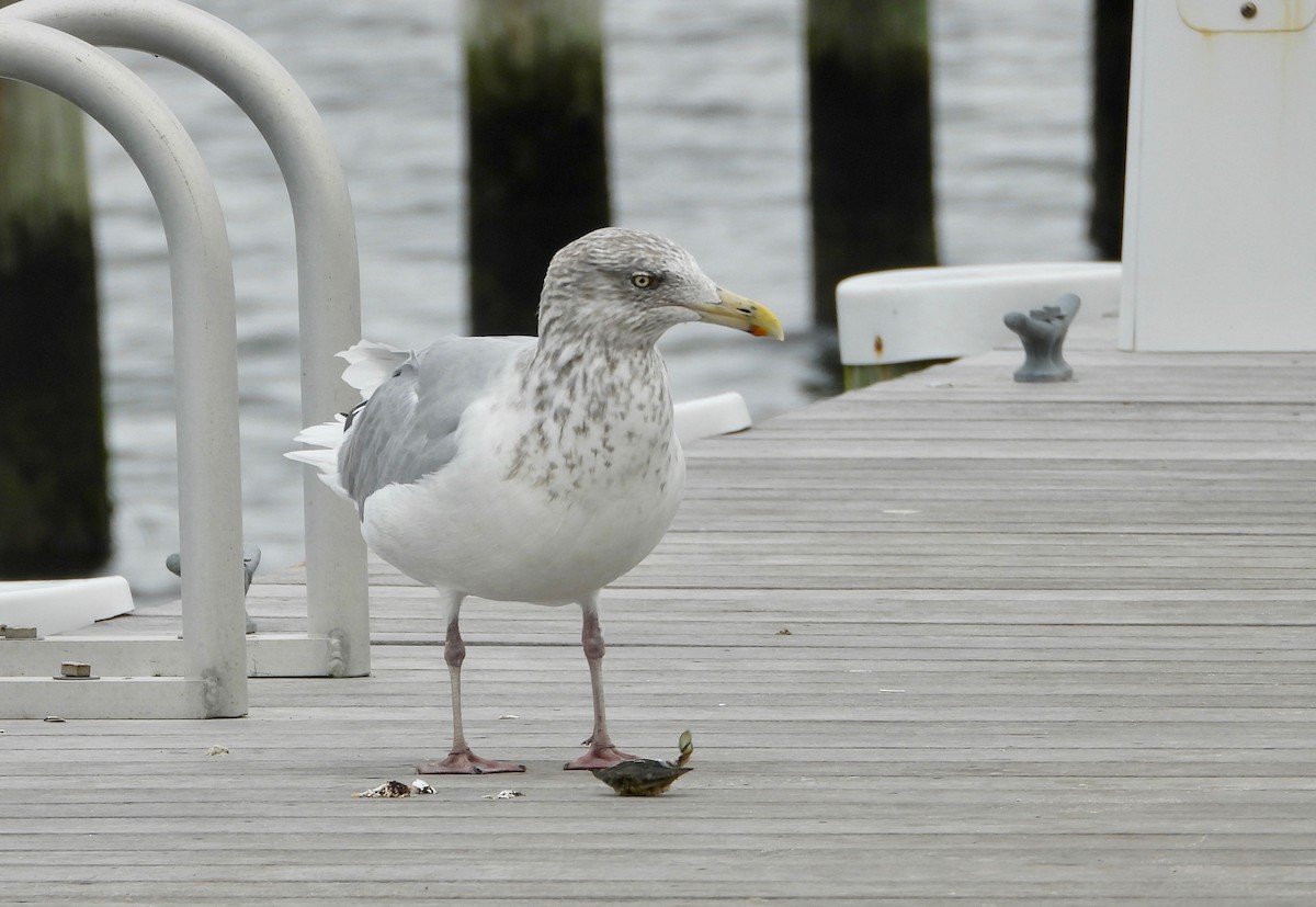 Herring Gull - Indira Thirkannad