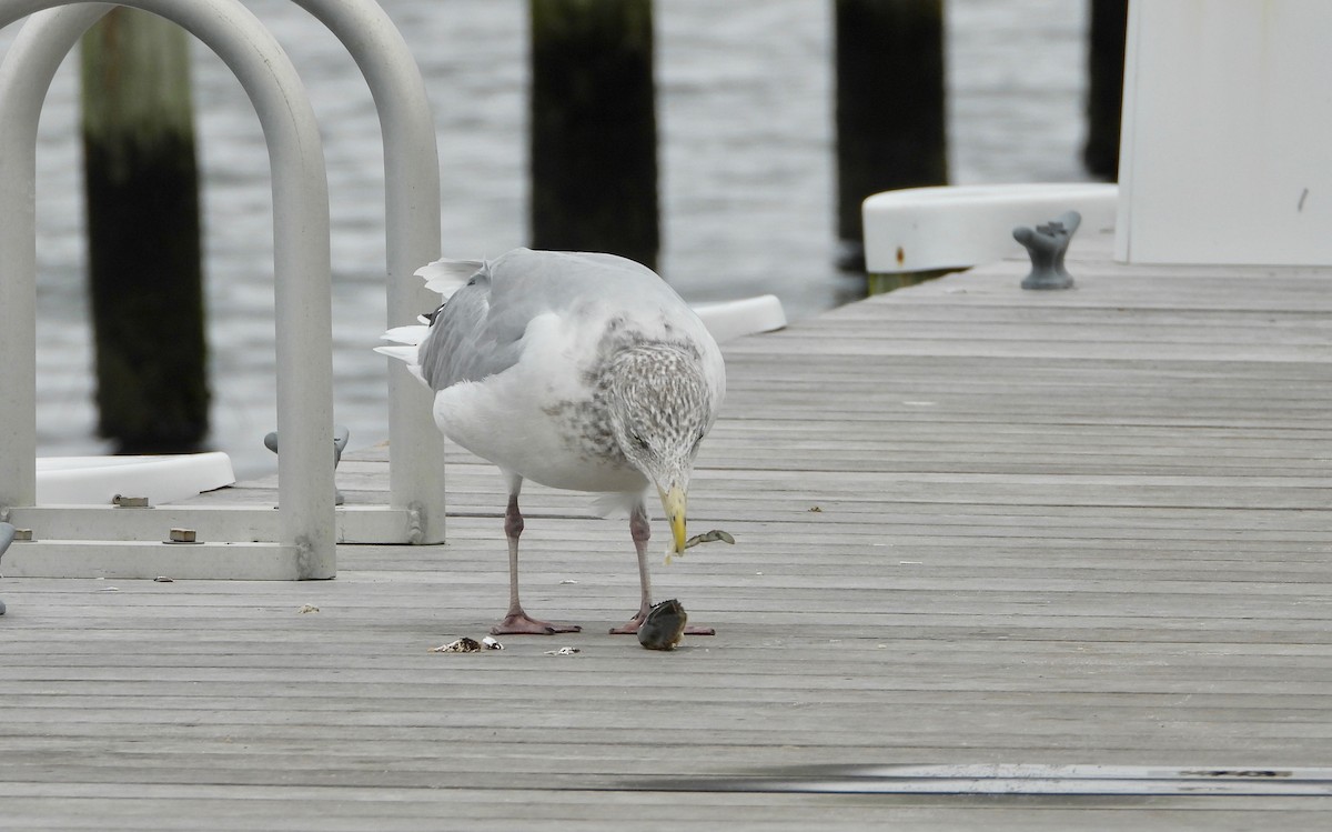 Herring Gull - ML274149991