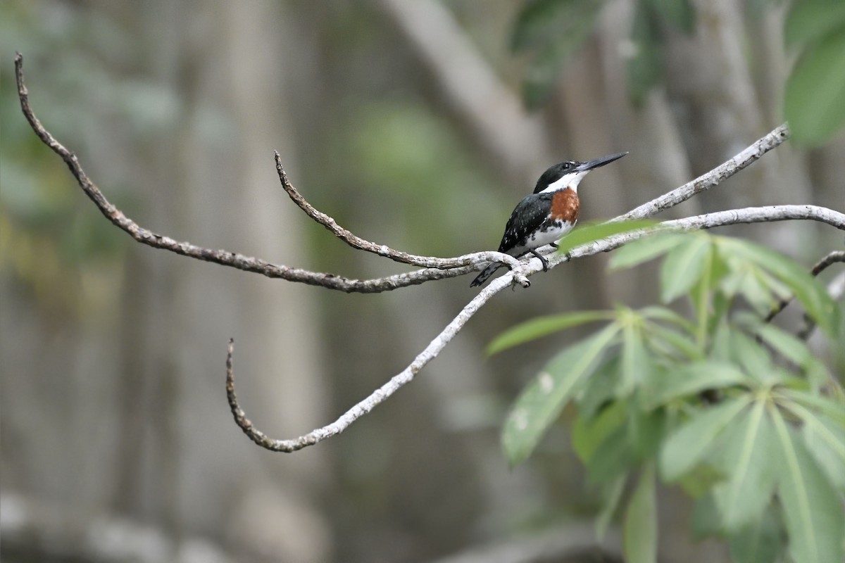 Green Kingfisher - ML274150001