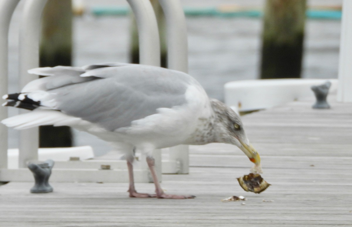 Herring Gull - ML274150091