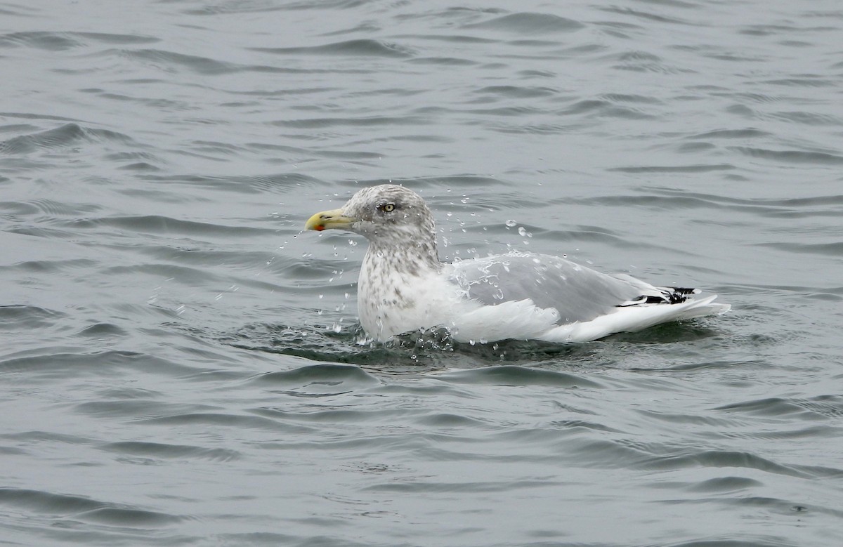 Herring Gull - ML274150131