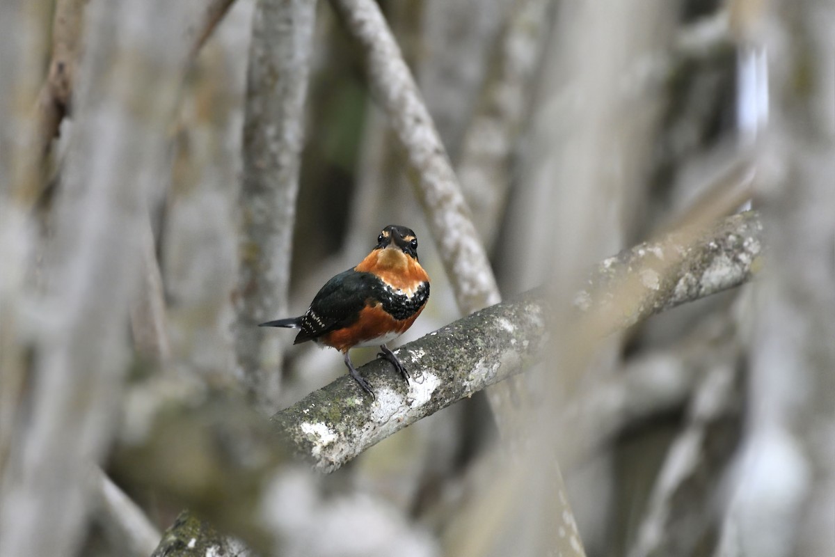 American Pygmy Kingfisher - ML274150211