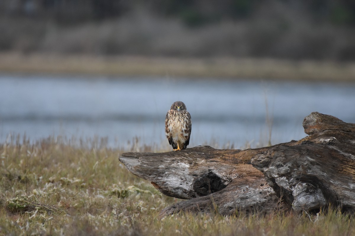 Northern Harrier - ML274151171