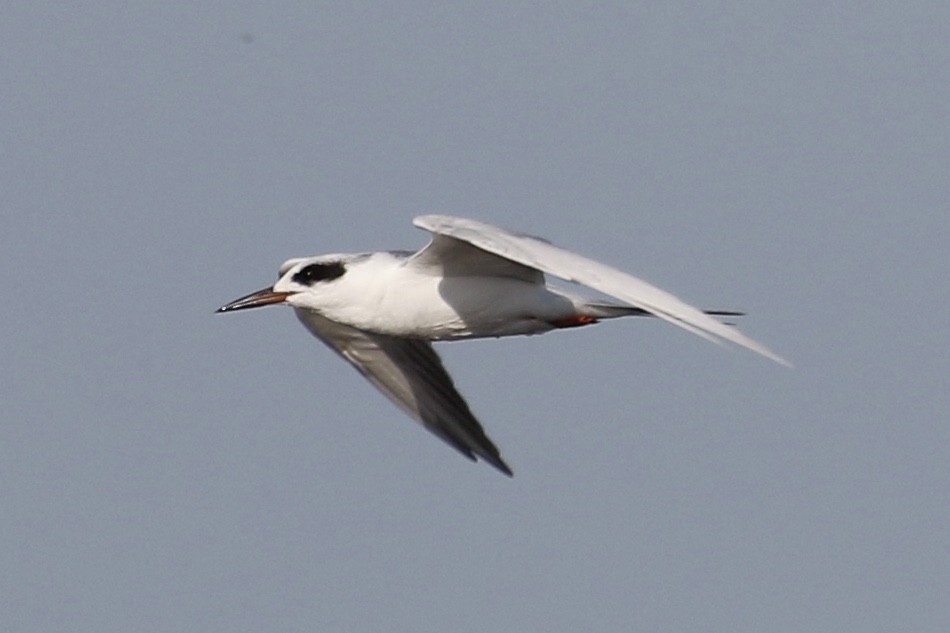 Forster's Tern - Jeffrey Boland