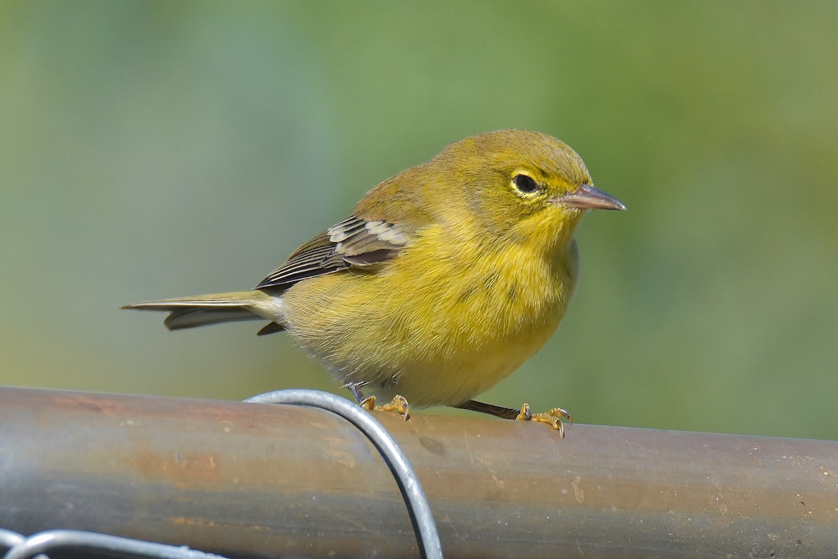Pine Warbler - ML274152591