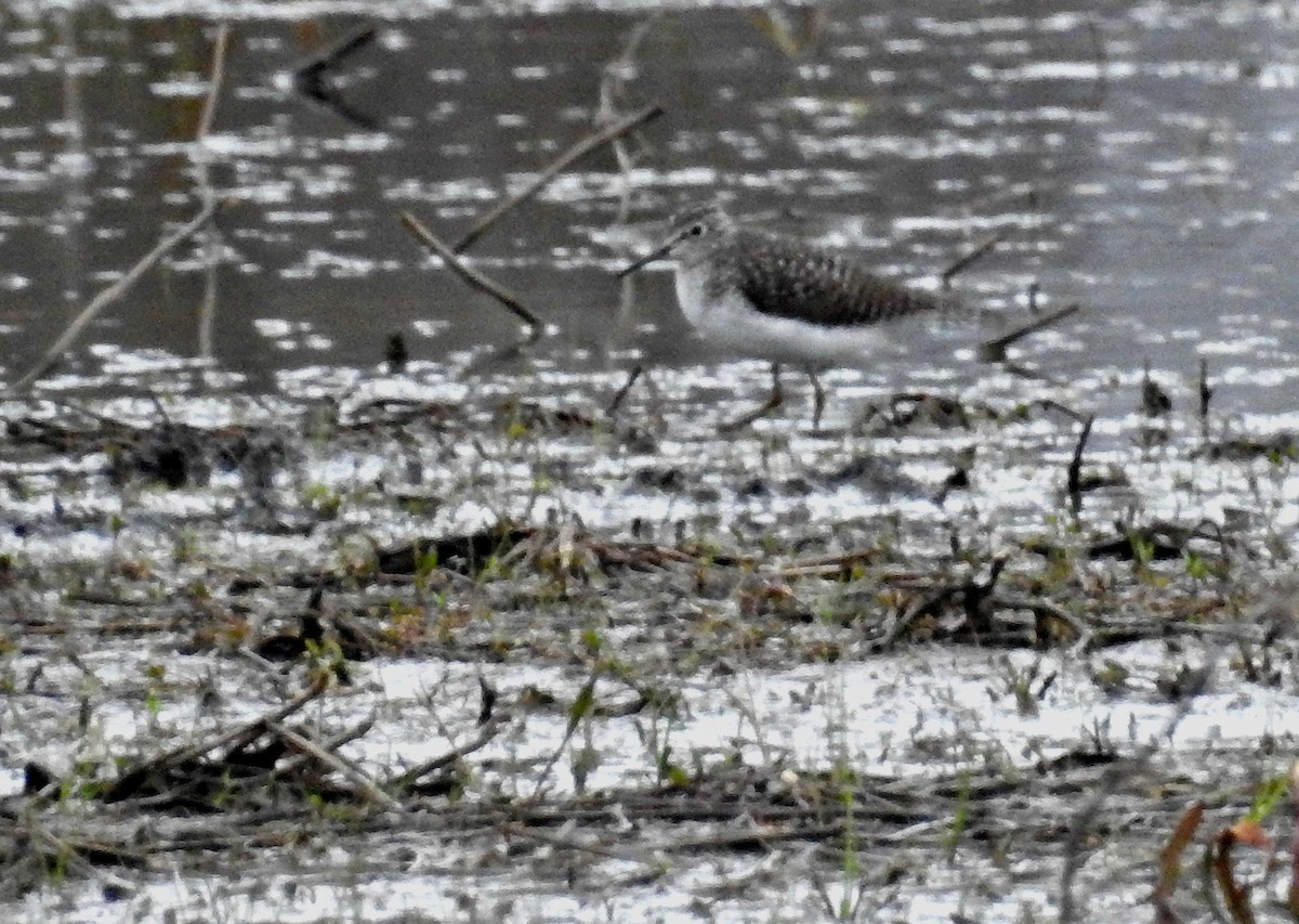 Solitary Sandpiper - ML27415281