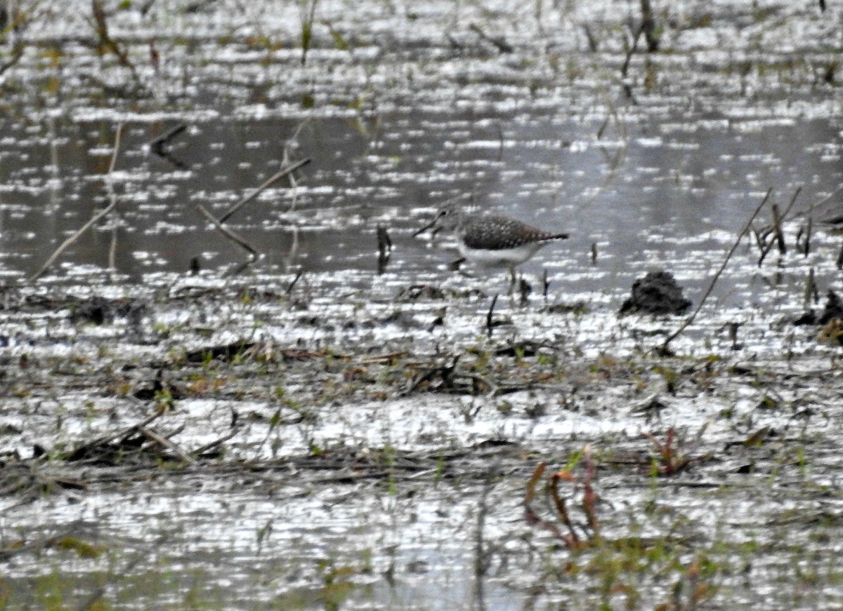 Solitary Sandpiper - ML27415291