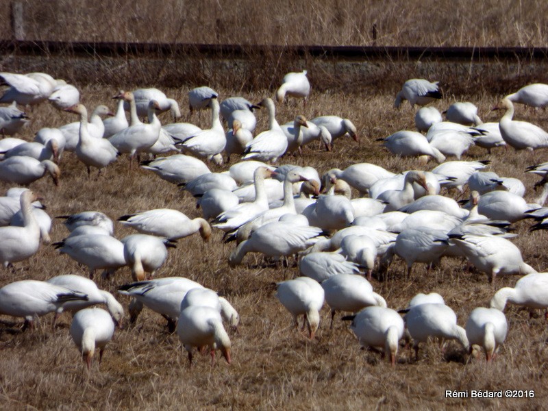 Snow Goose - Rémi Bédard