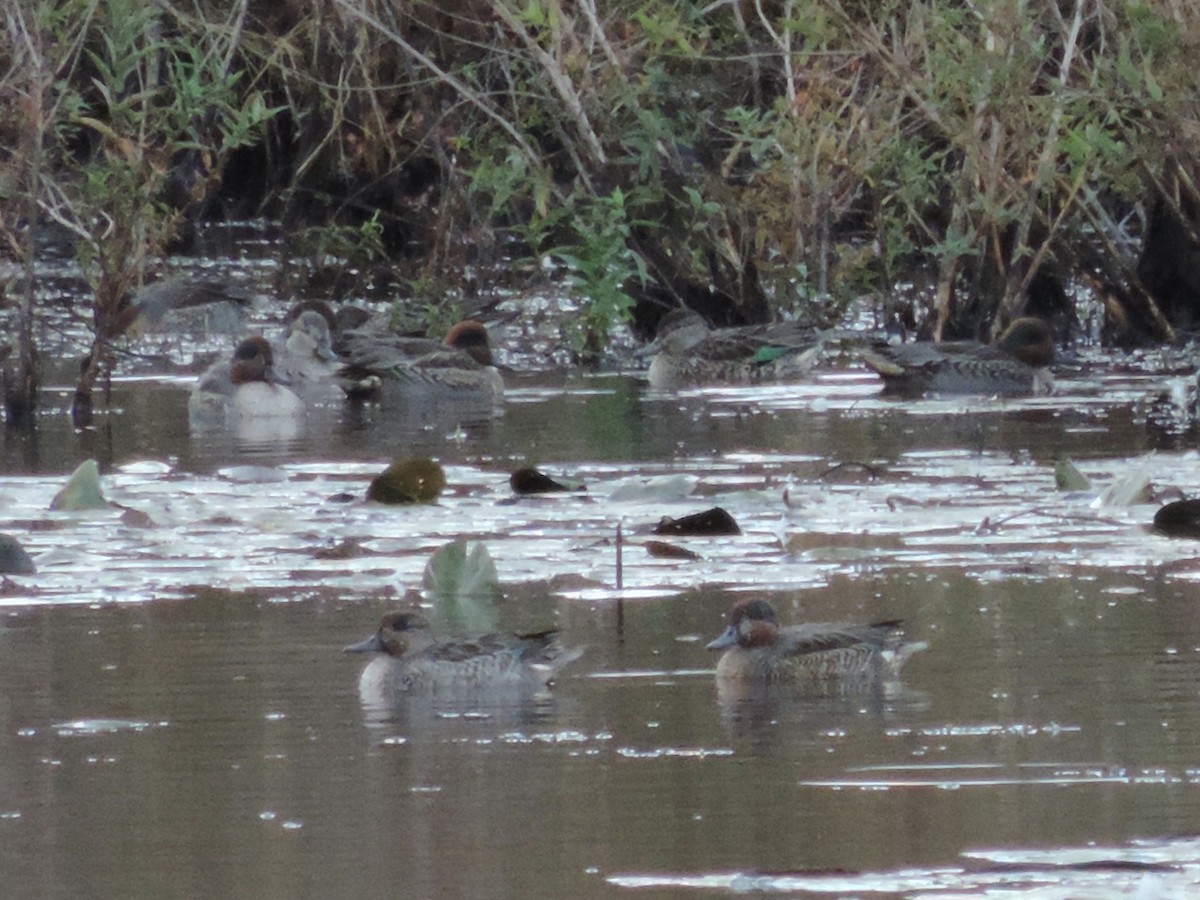 Green-winged Teal - ML274160231