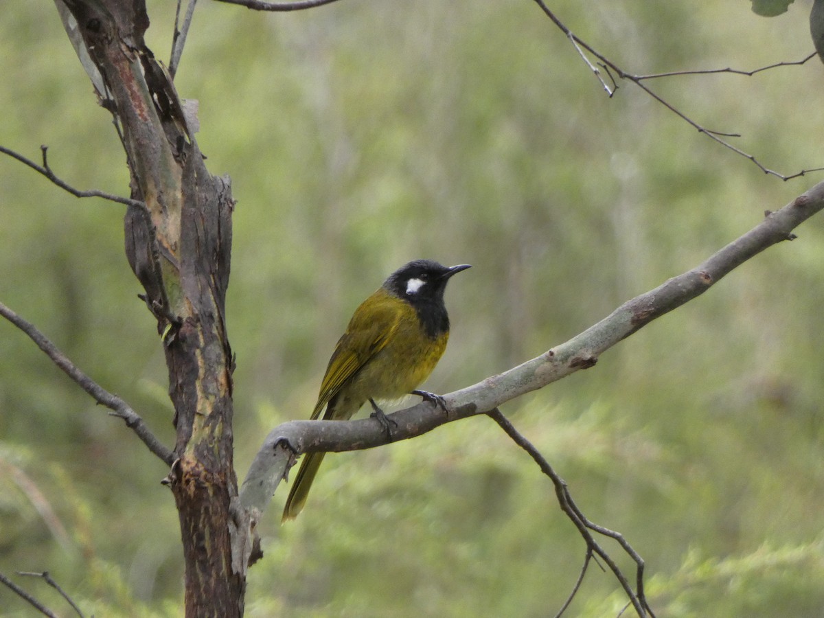 White-eared Honeyeater - ML274160921