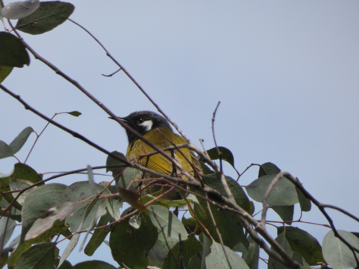 White-eared Honeyeater - ML274162211