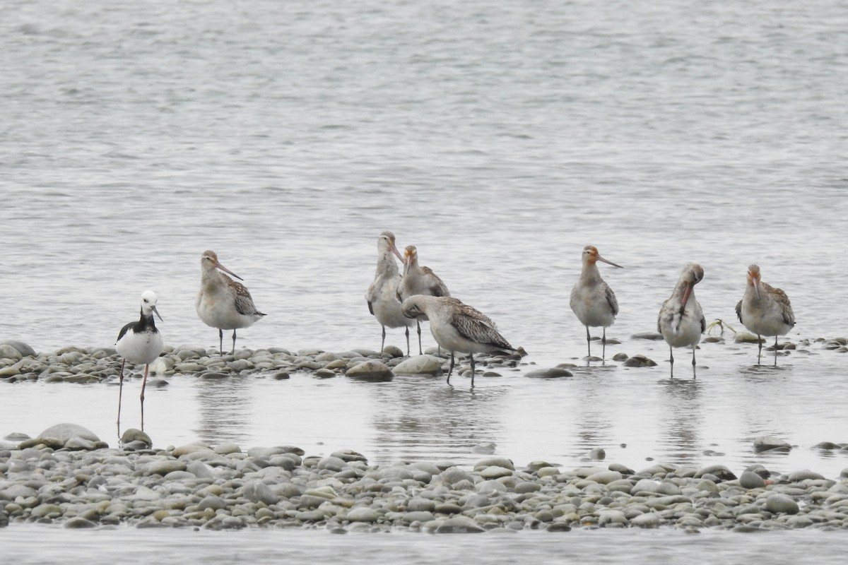 Bar-tailed Godwit - ML274164521