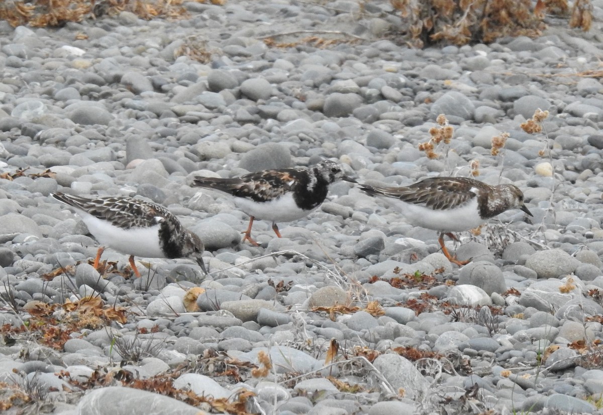 Ruddy Turnstone - ML274164651