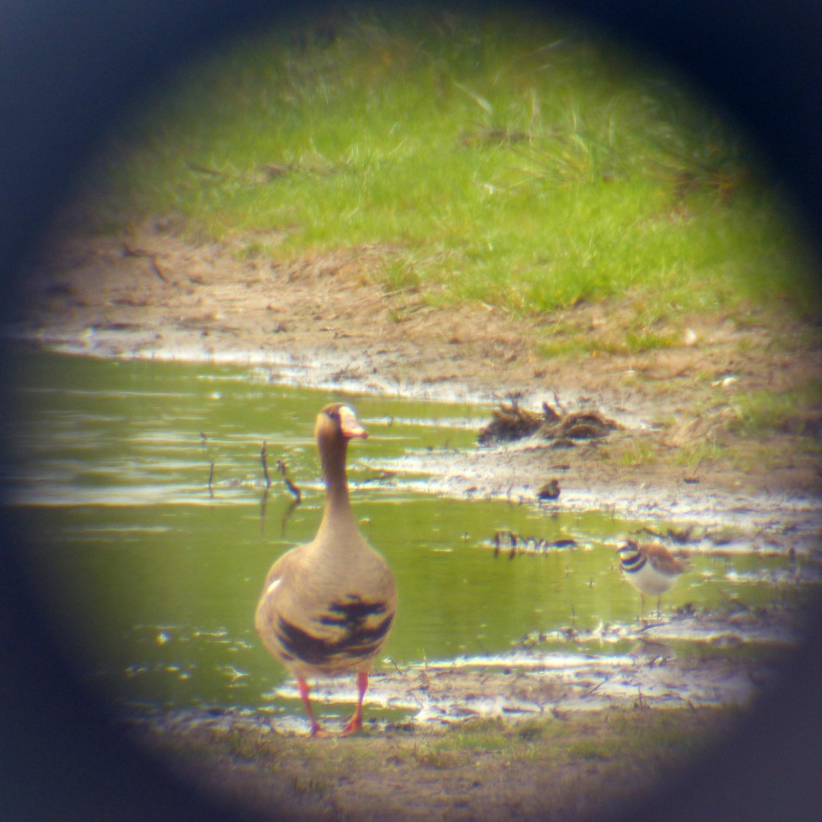 Greater White-fronted Goose - Gena Zolotar