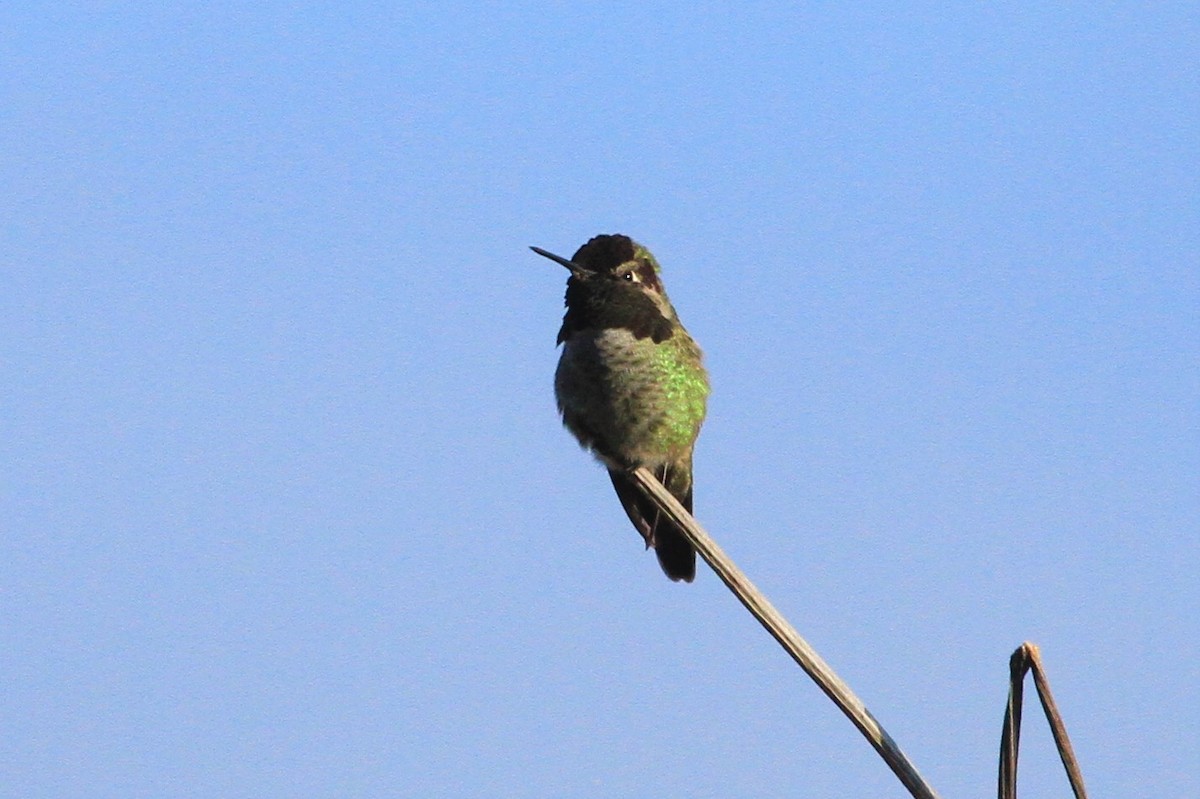 rødmaskekolibri - ML274165171