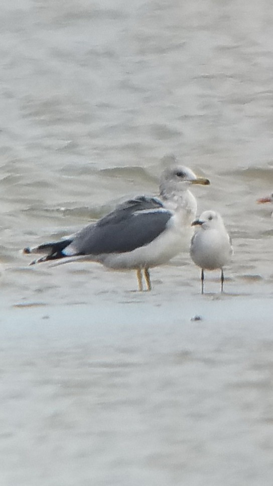 California Gull - Bayard Nicklow