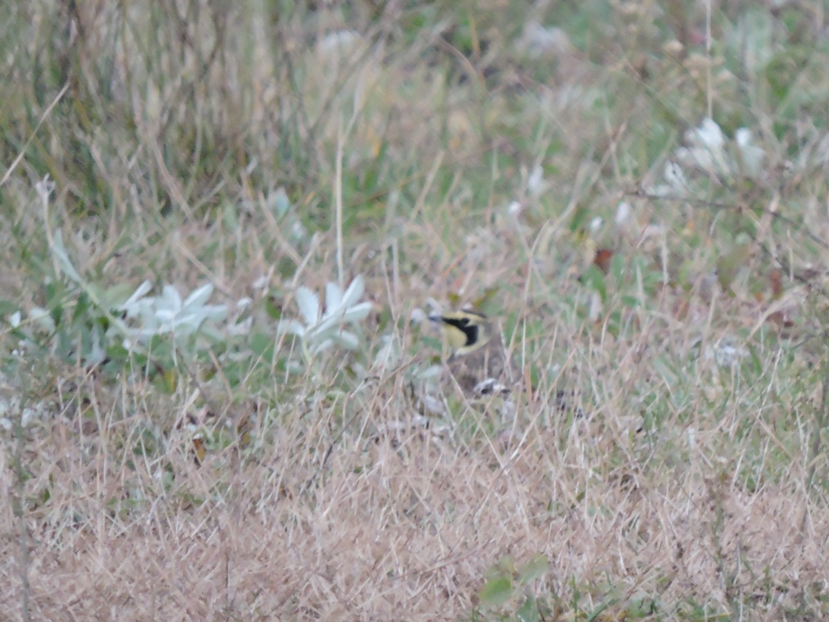 Horned Lark - Melody Walsh