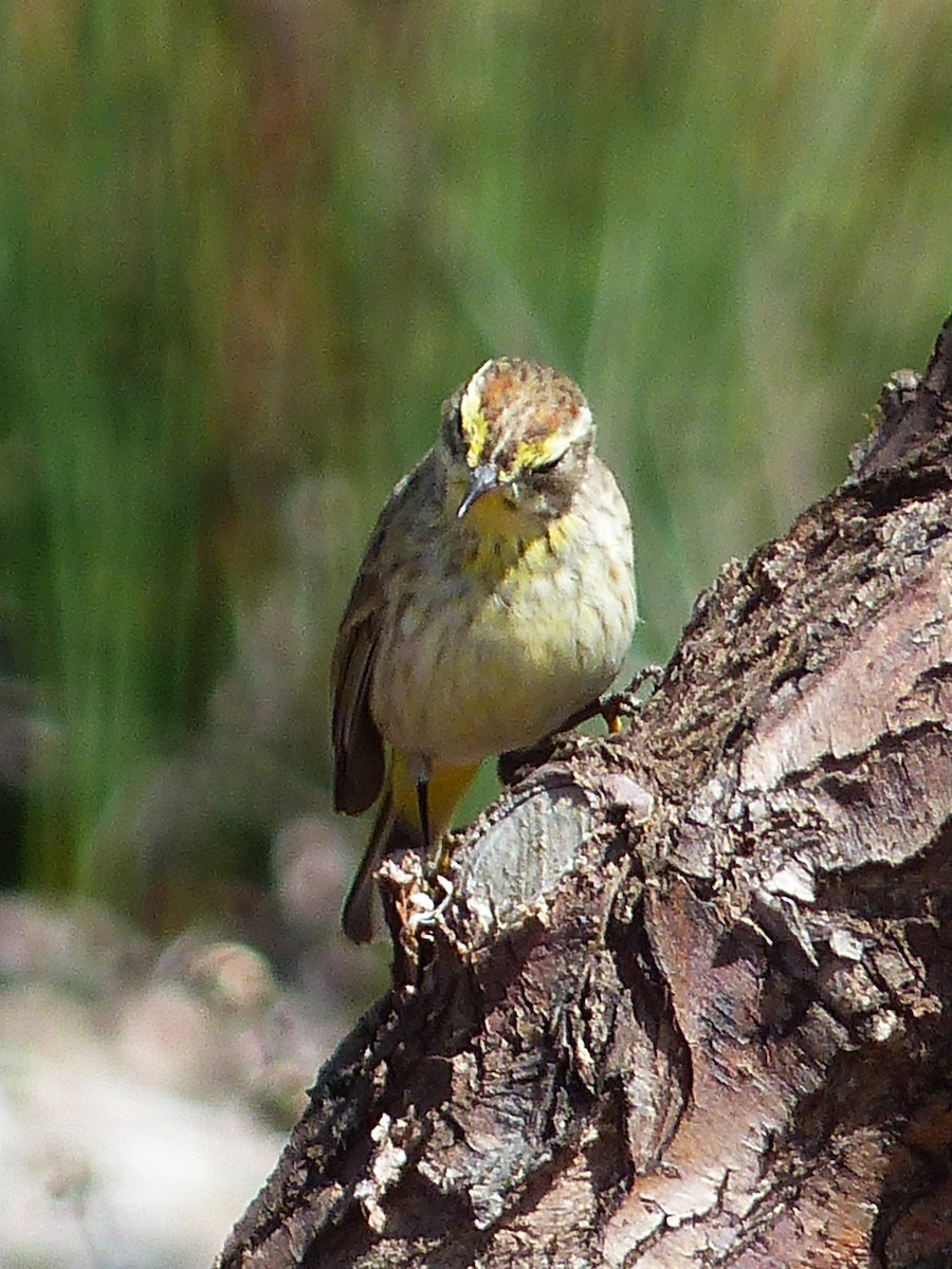 Palm Warbler - ML274168451