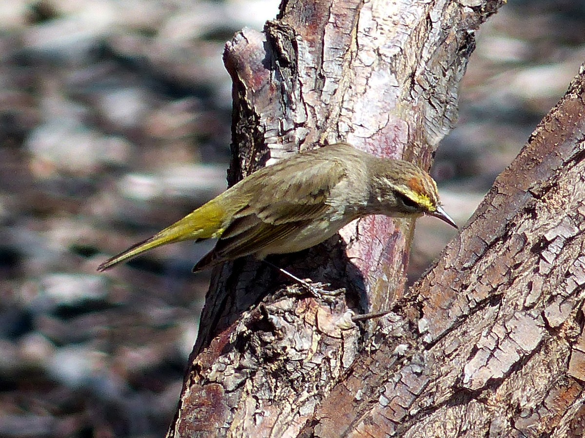 Palm Warbler - ML274168541