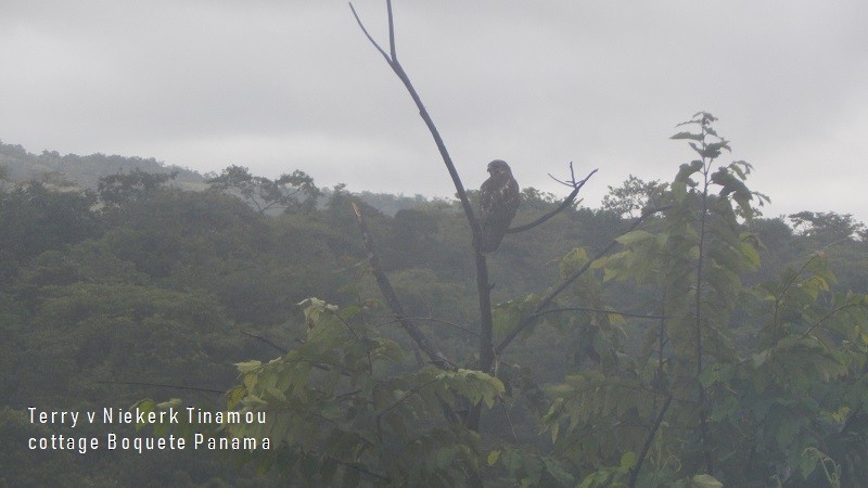 Broad-winged Hawk - Terry van Niekerk