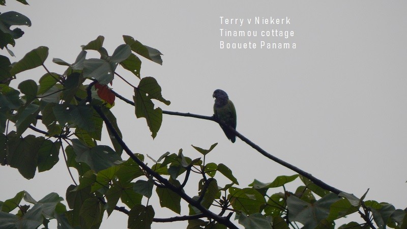 Blue-headed Parrot - Terry van Niekerk
