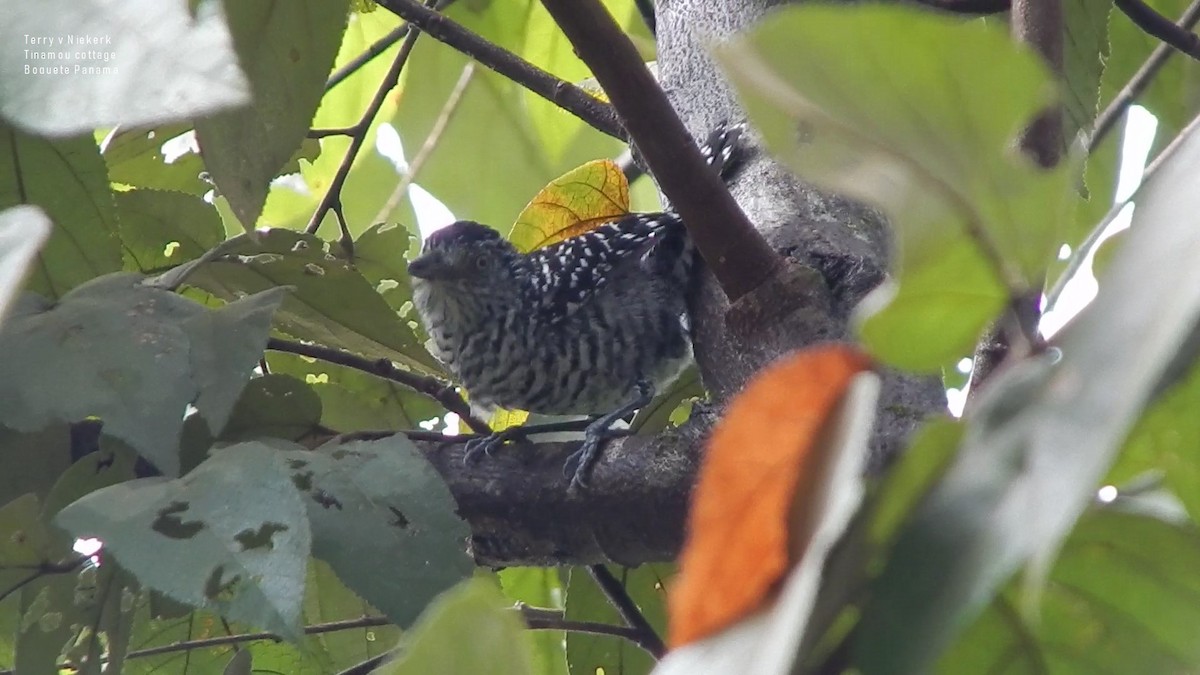 Barred Antshrike - Terry van Niekerk