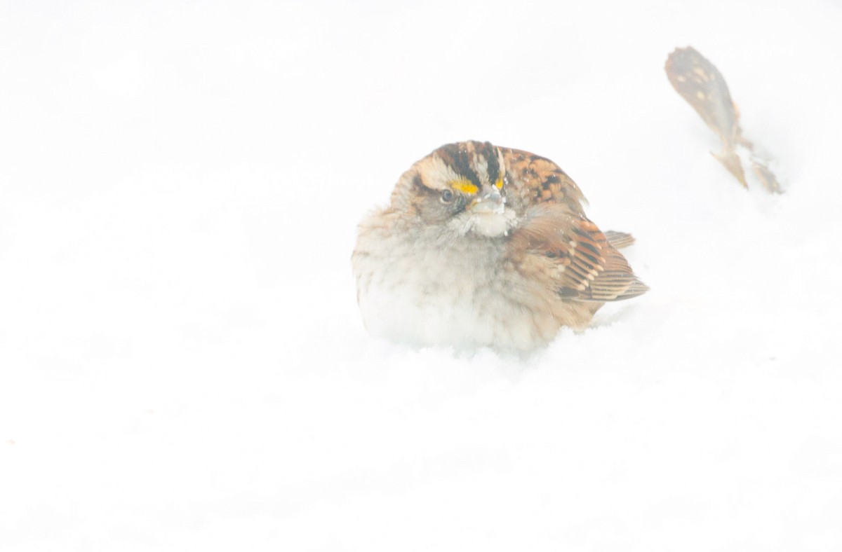 White-throated Sparrow - ML274169381