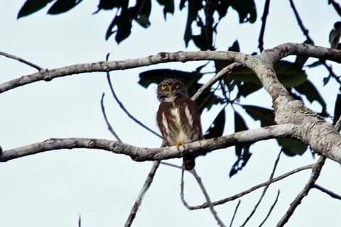 Subtropical Pygmy-Owl - ML274169731