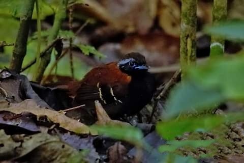 Cordillera Azul Antbird - ML274169811