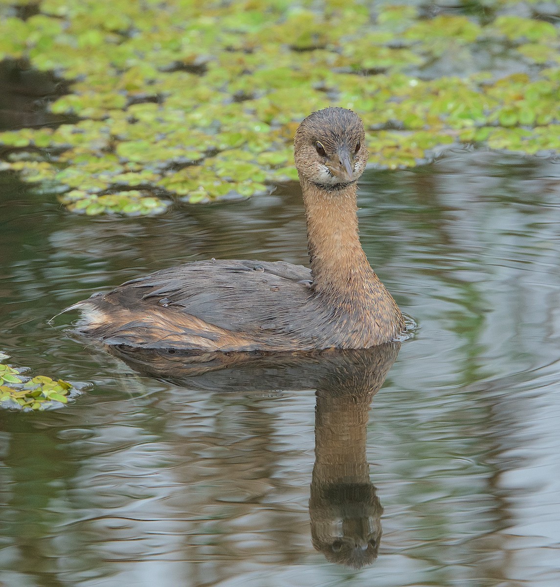 Pied-billed Grebe - Harlan Stewart