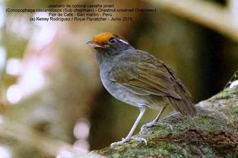 Chestnut-crowned Gnateater - ML274169931